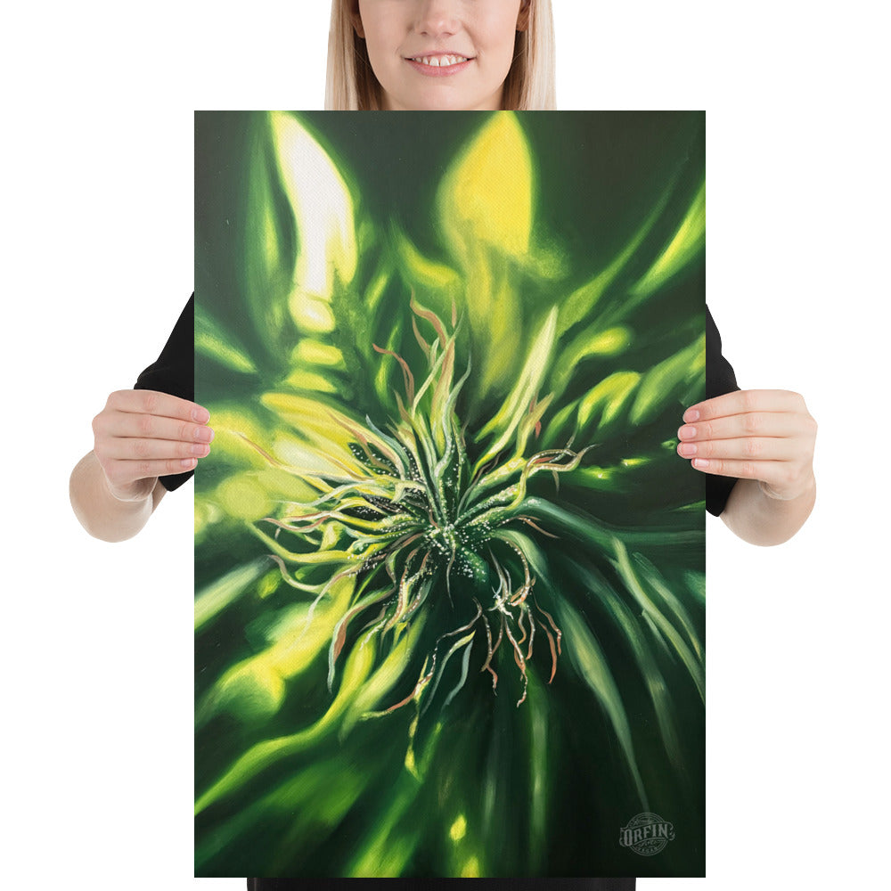 Bud